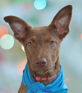 Queenie, ADOPTABLE, Puppy Female Mixed Breed.