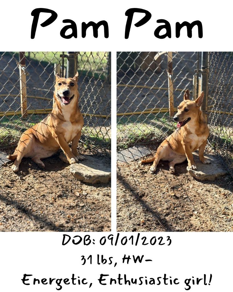 Pam Pam, Adoptable, Young Female Mixed Breed.