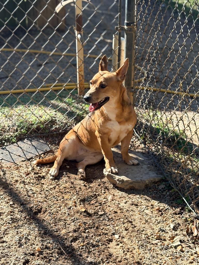 Pam Pam, a Adoptable mixed breed in Albany, GA image 1/3
