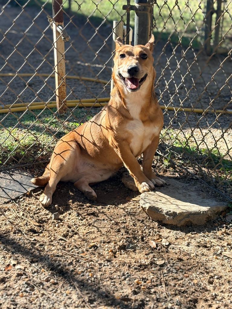 Pam Pam, a Adoptable mixed breed in Albany, GA image 2/3