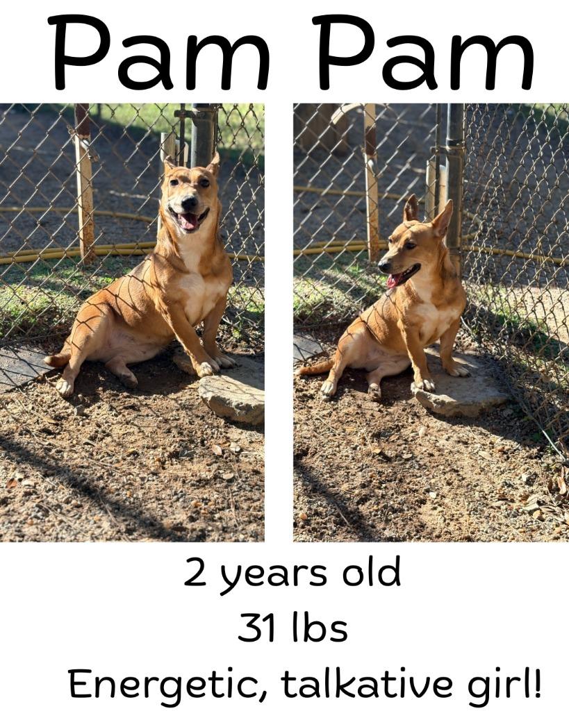 Pam Pam, a Adoptable mixed breed in Albany, GA image 3/3
