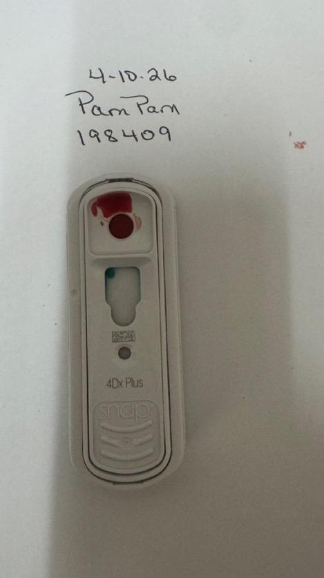 Enlarge Pam Pam, a Adoptable mixed breed in Albany, GA image 4/4