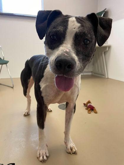 Precious, Adoptable, Senior Female Pit Bull Terrier & Mixed Breed.