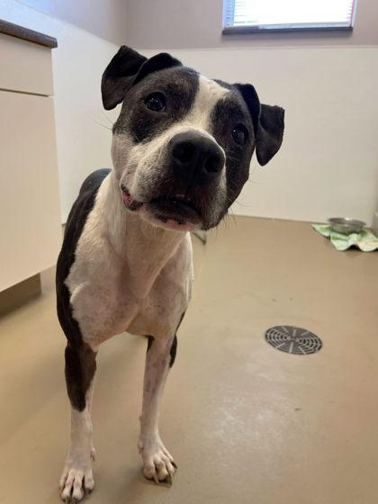 Precious, Adoptable, Senior Female Pit Bull Terrier & Mixed Breed.