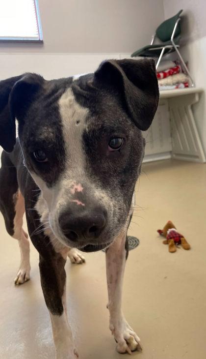 Precious, a Adoptable mixed breed in South Bend, IN image 3/3