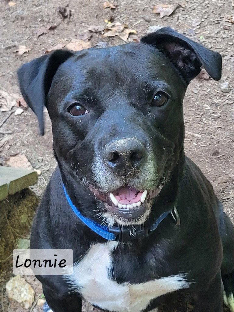 Lonnie, Adoptable, Adult Male Labrador Retriever & Terrier.