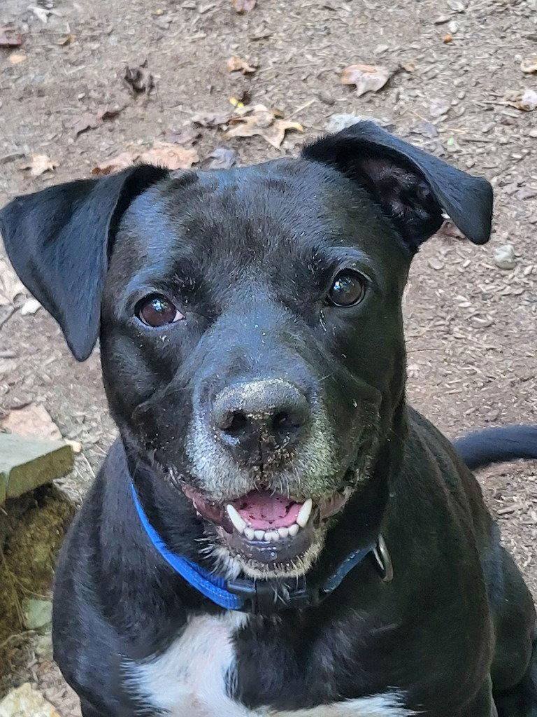 Enlarge Lonnie, a Adoptable mixed breed in Ellijay, GA image 2/3
