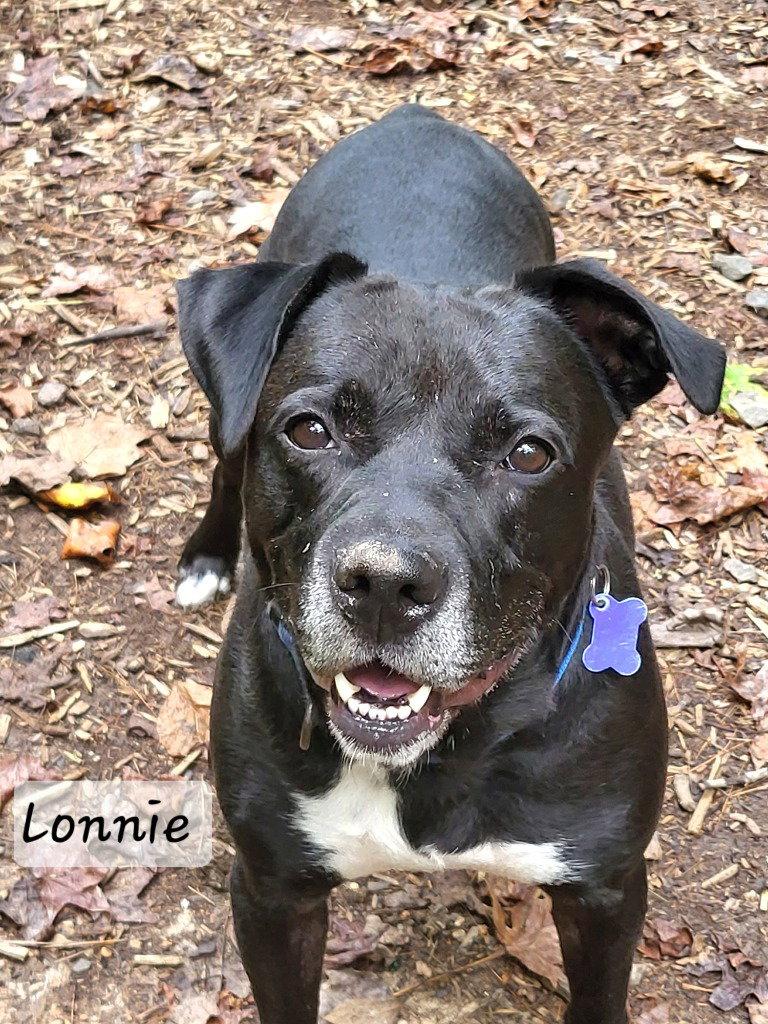 Enlarge Lonnie, a Adoptable mixed breed in Ellijay, GA image 3/3