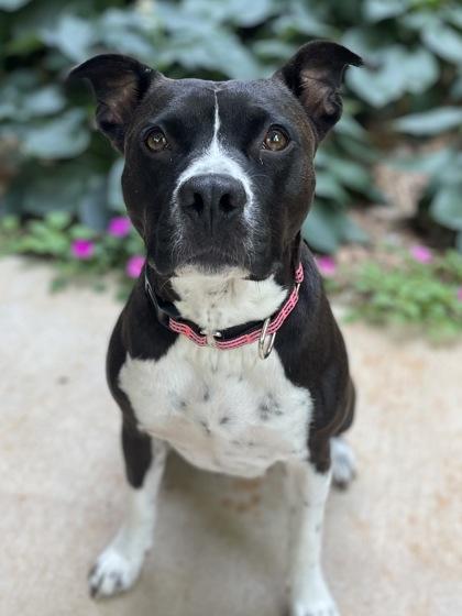 Linda $25 Fostered, Adoptable, Adult Female Pit Bull Terrier & Mixed Breed.