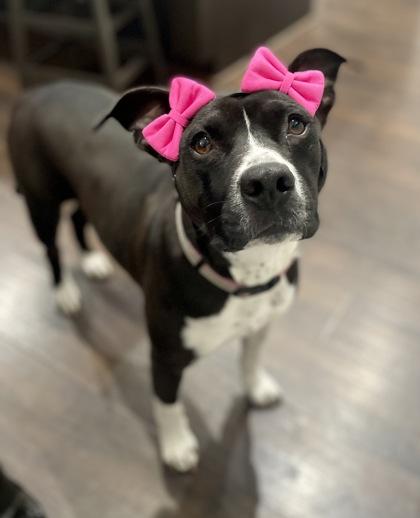 Linda $25 Fostered, Adoptable, Adult Female Pit Bull Terrier & Mixed Breed.
