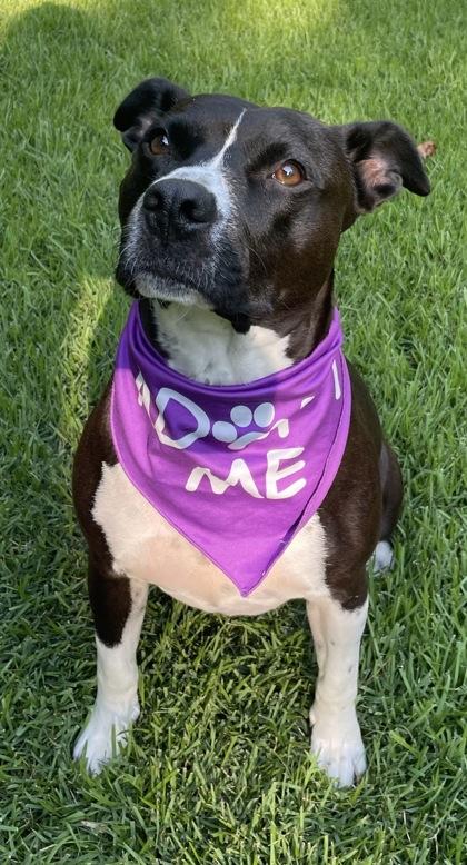 Enlarge Linda $25 Fostered, a Adoptable mixed breed in Seneca, SC image 2/3