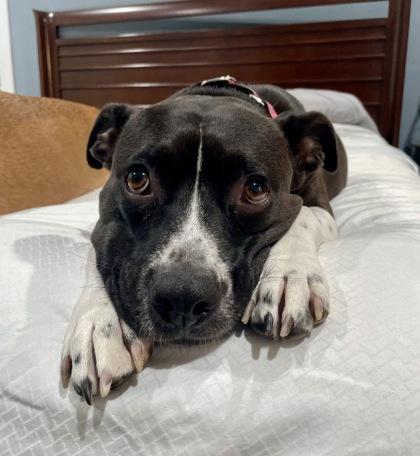Enlarge Linda $25 Fostered, a Adoptable mixed breed in Seneca, SC image 3/3
