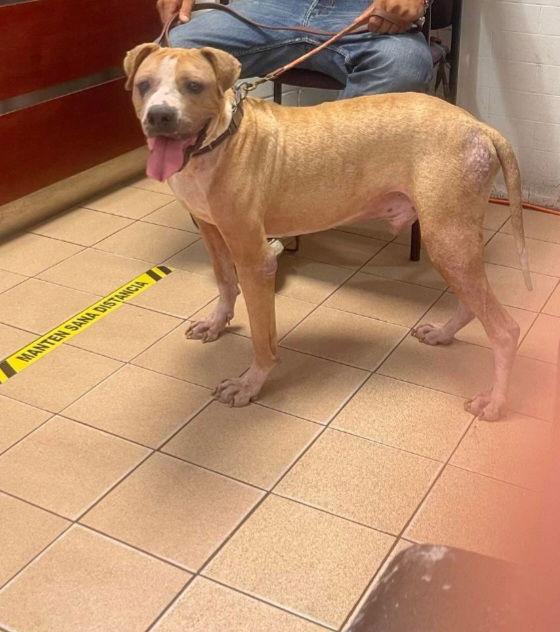 Robby, Adoptable, Senior Male Boxer.