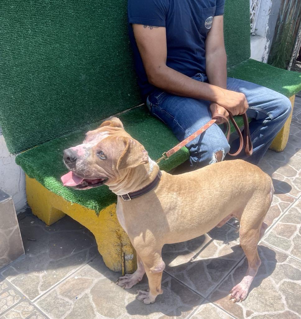 Enlarge Robby, a Adoptable Boxer in Escondido, CA image 3/3