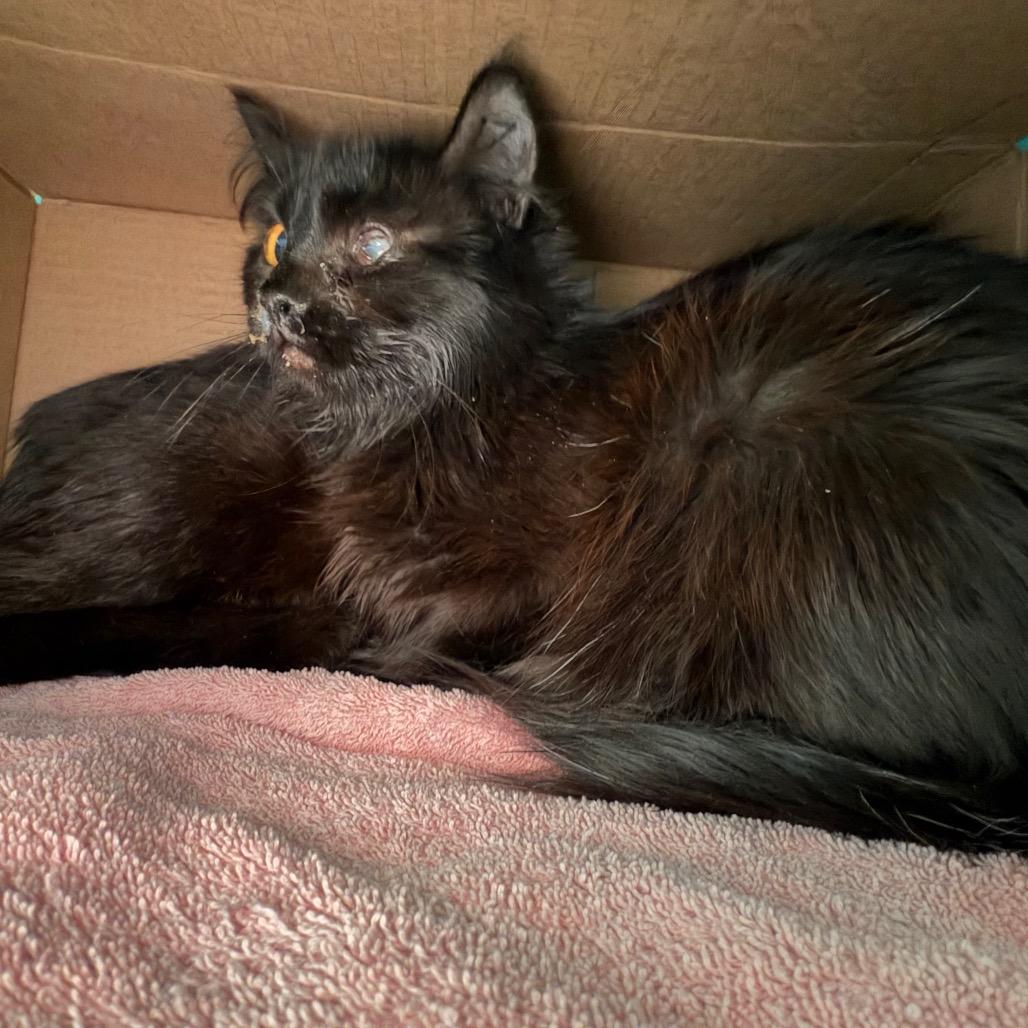 Enlarge Working Cat Barley, a Adoptable Domestic Short Hair in Tacoma, WA image 1/2
