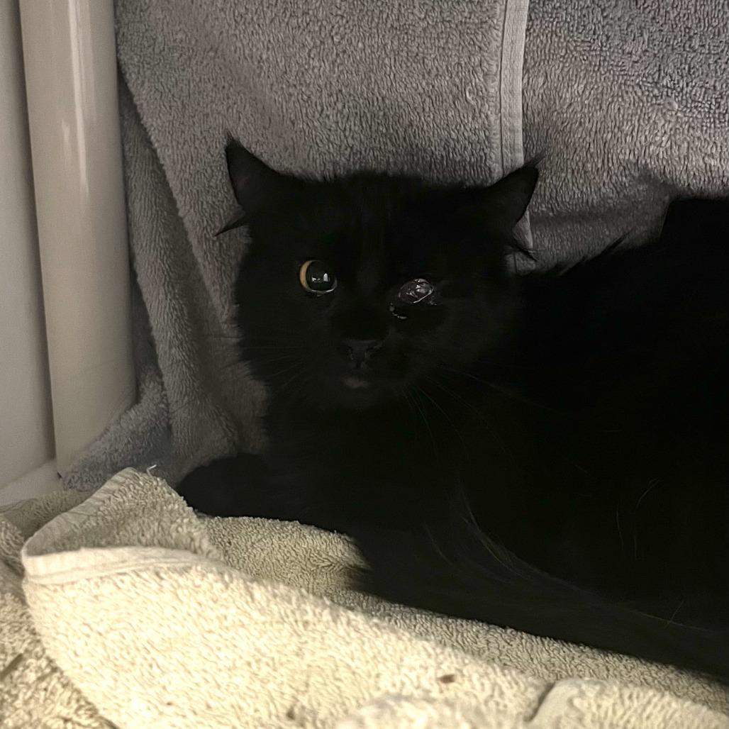 Enlarge Working Cat Barley, a Adoptable Domestic Short Hair in Tacoma, WA image 2/2