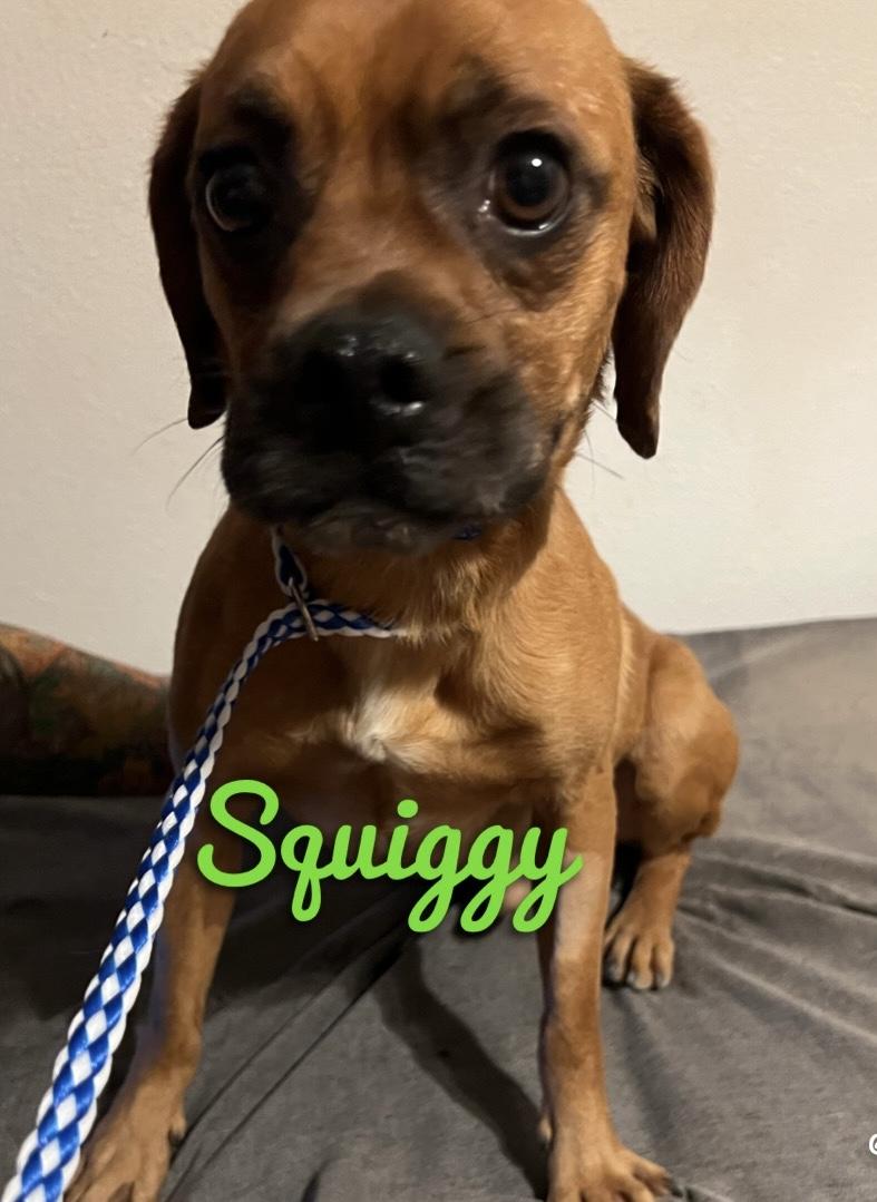 Squiggy, Adoptable, Adult Male Puggle.