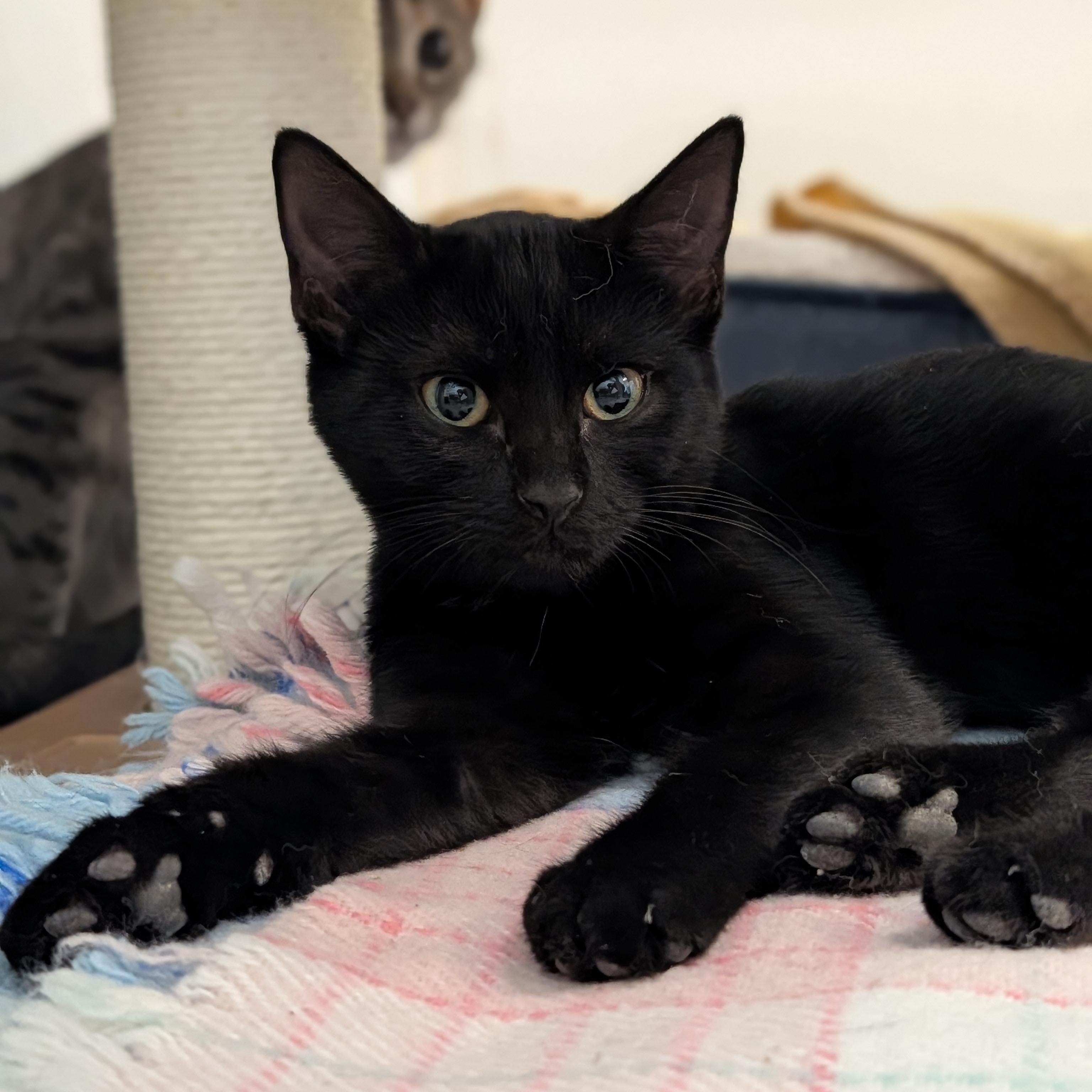Enlarge Nyx, a Adoptable Domestic Short Hair in Waynesville, NC image 2/6