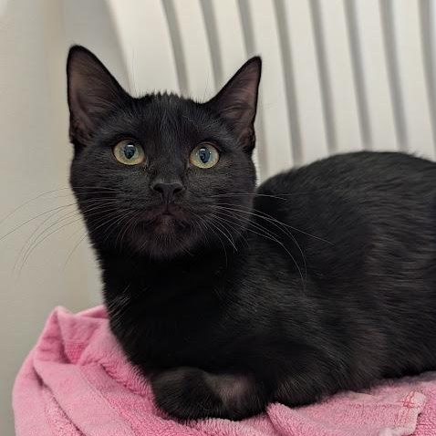 Nyx, Adoptable, Kitten Female Domestic Short Hair.