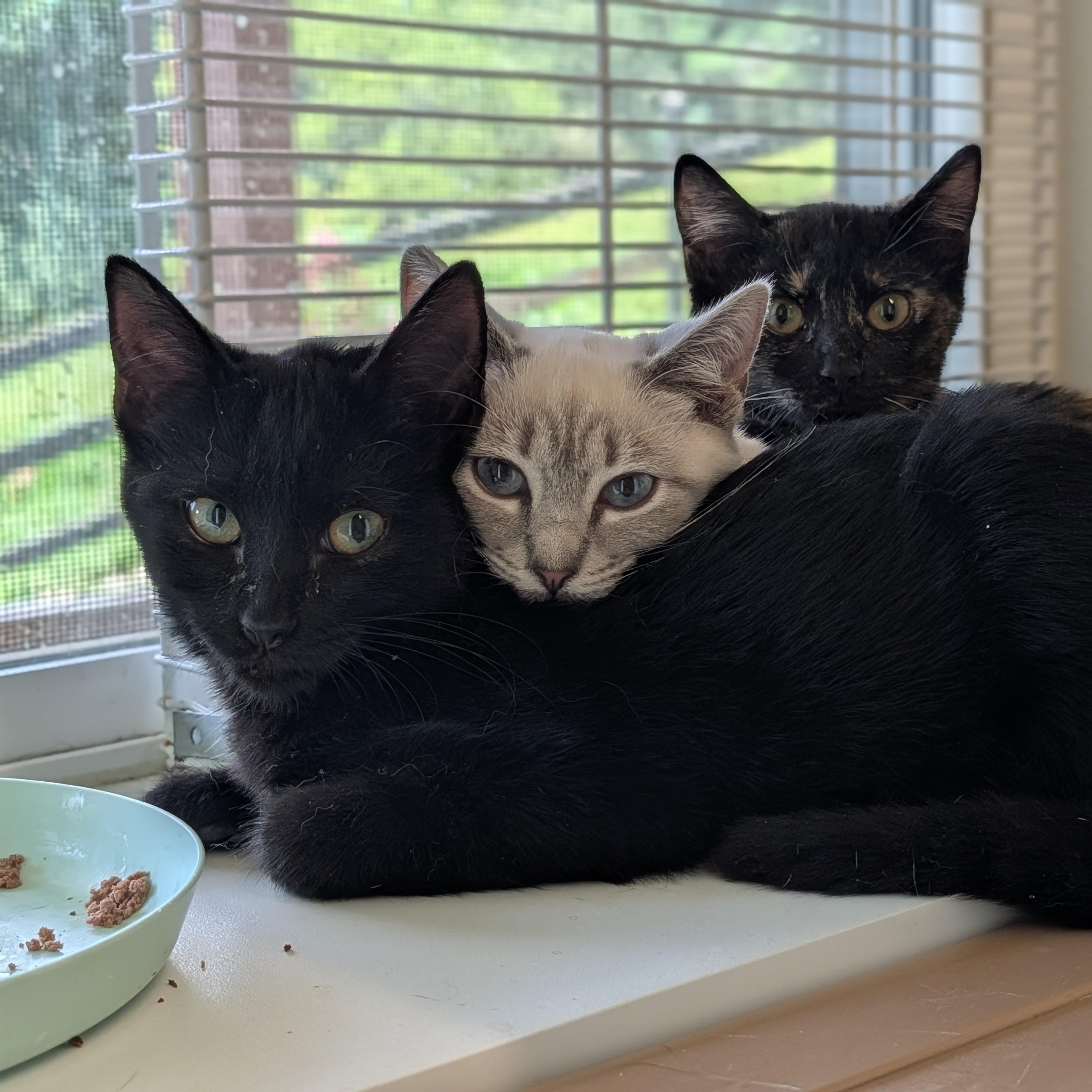 Enlarge Nyx, a Adoptable Domestic Short Hair in Waynesville, NC image 6/6