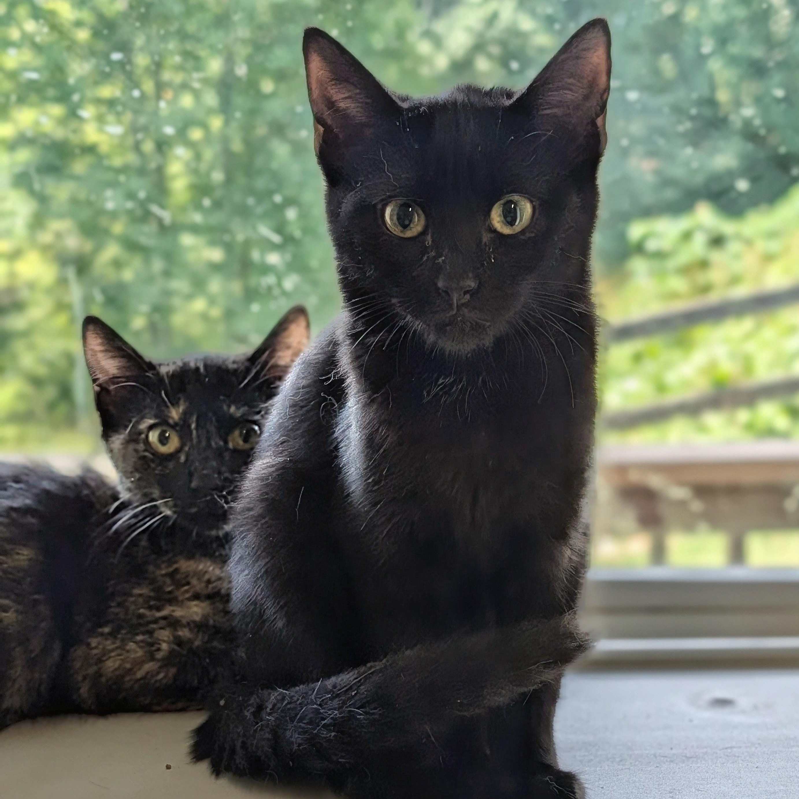 Enlarge Nyx, a Adoptable Domestic Short Hair in Waynesville, NC image 5/6