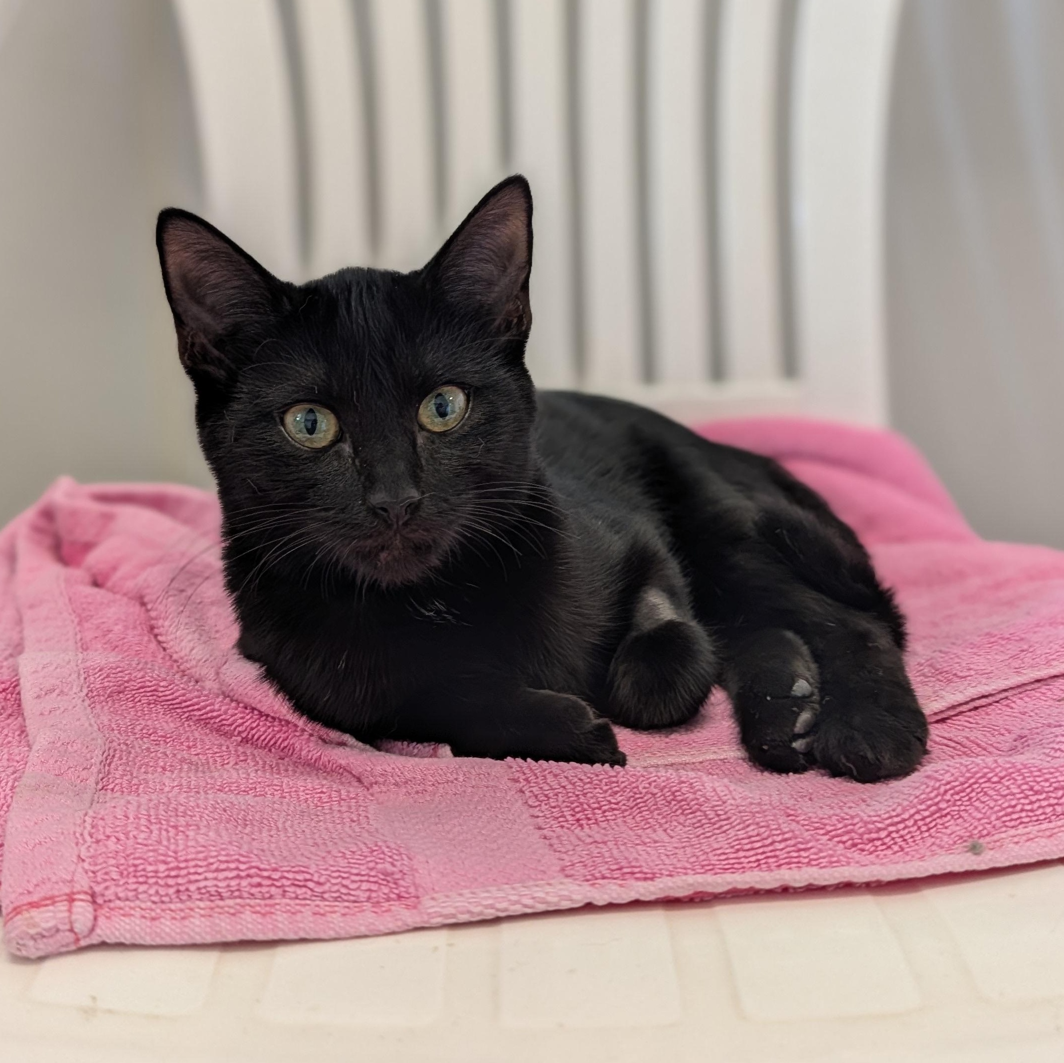 Enlarge Nyx, a Adoptable Domestic Short Hair in Waynesville, NC image 4/6