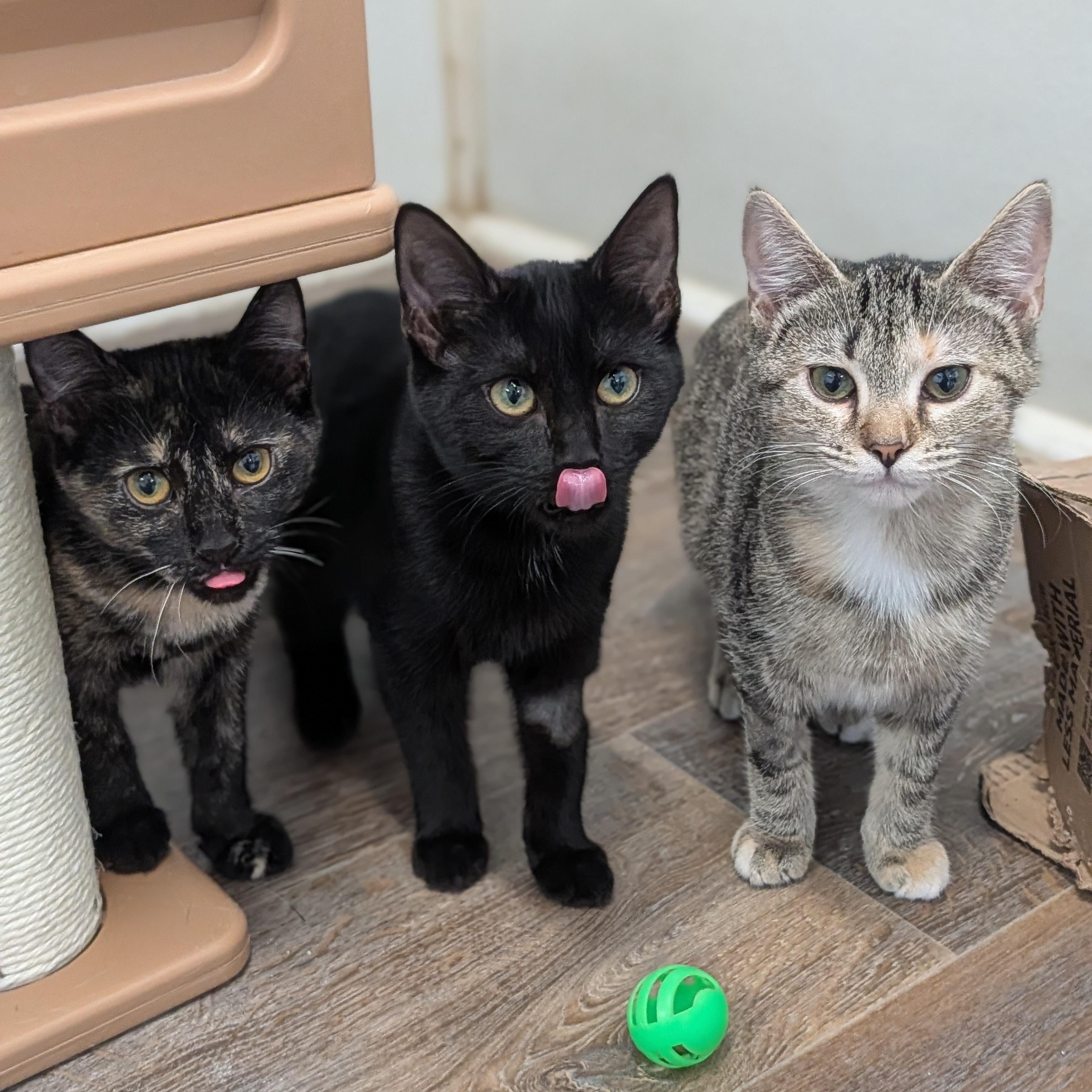 Enlarge Nyx, a Adoptable Domestic Short Hair in Waynesville, NC image 3/6