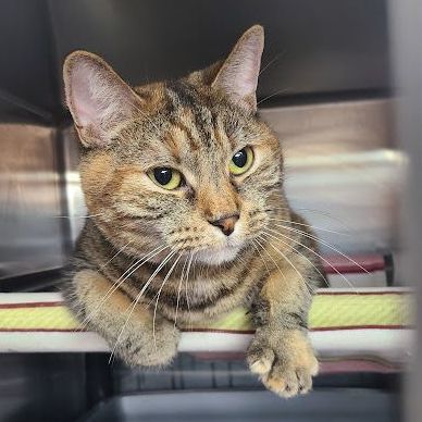 Lana, Adoptable, Adult Female Domestic Short Hair.