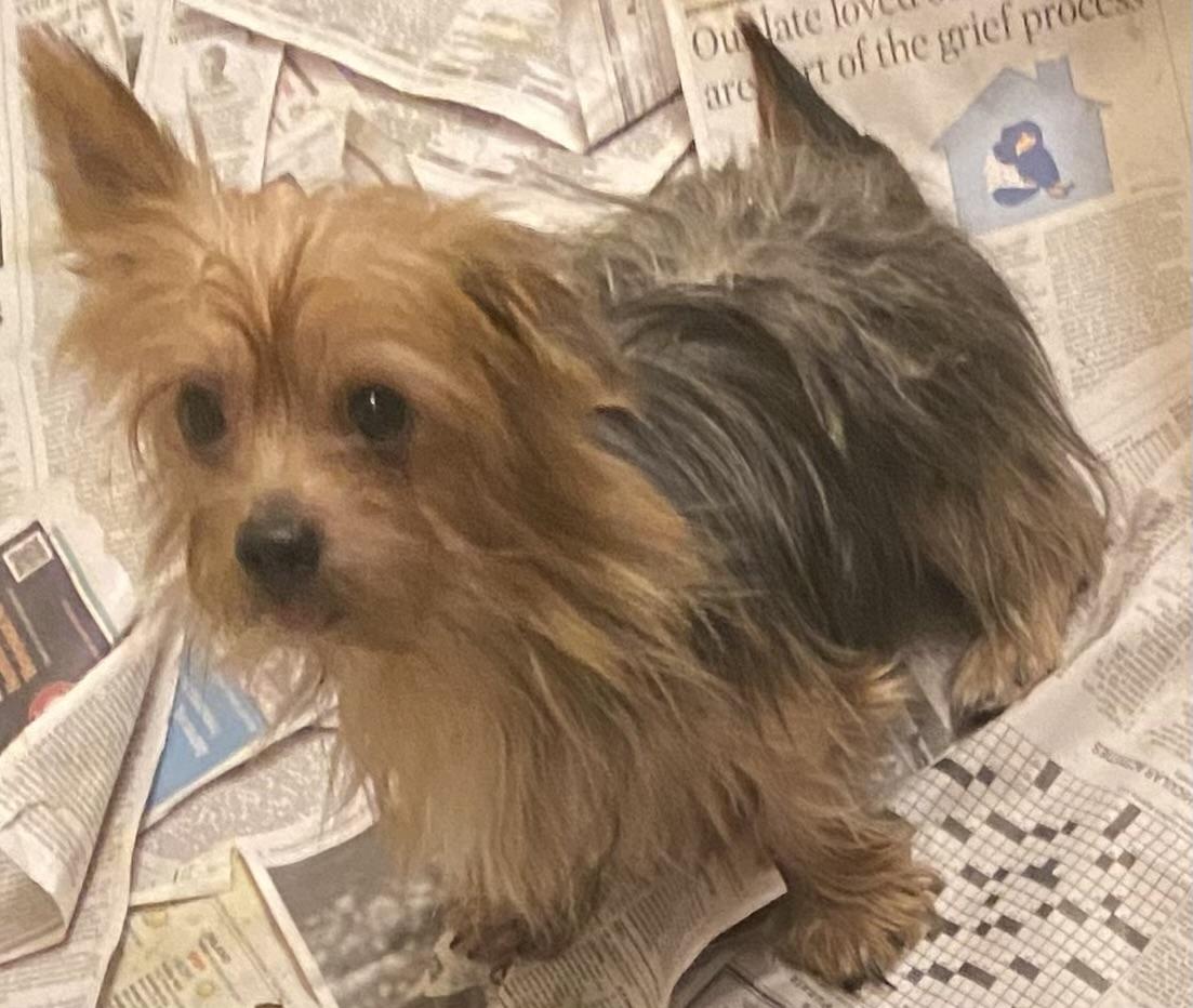 Adam, Adopted, Young Male Yorkshire Terrier.