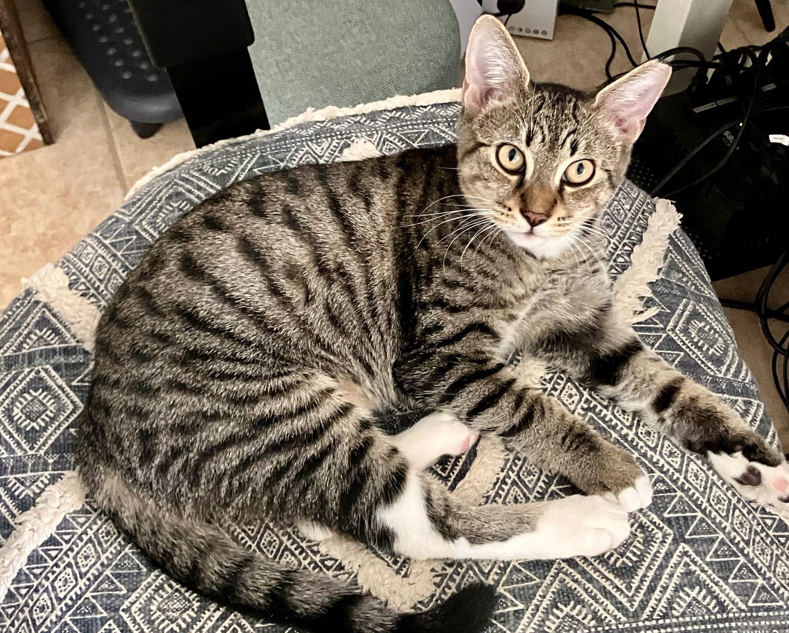 Enlarge Kapono, a Adoptable mixed breed in Lighthouse Point, FL image 2/3