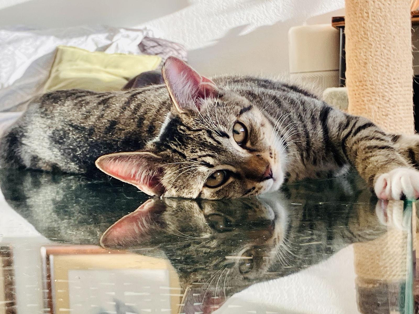 Enlarge Kapono, a Adoptable mixed breed in Lighthouse Point, FL image 3/3