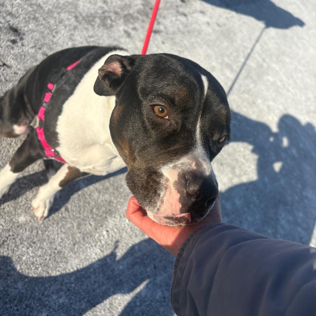 Luna, Adoptable, Young Female English Bulldog & Terrier.