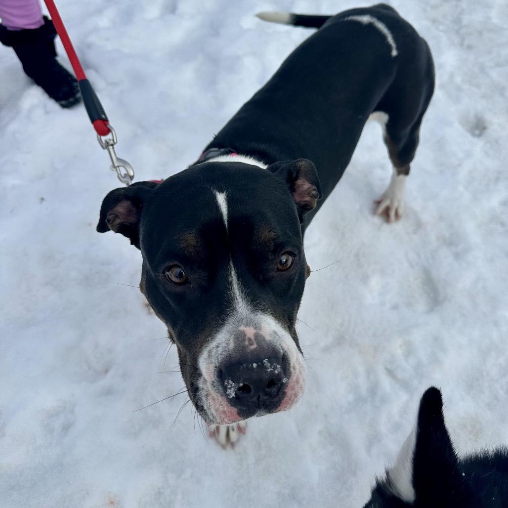 Enlarge Luna, a Adoptable mixed breed in Saratoga Springs, NY image 2/6