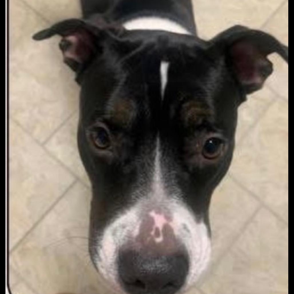 Enlarge Luna, a Adoptable mixed breed in Saratoga Springs, NY image 3/6