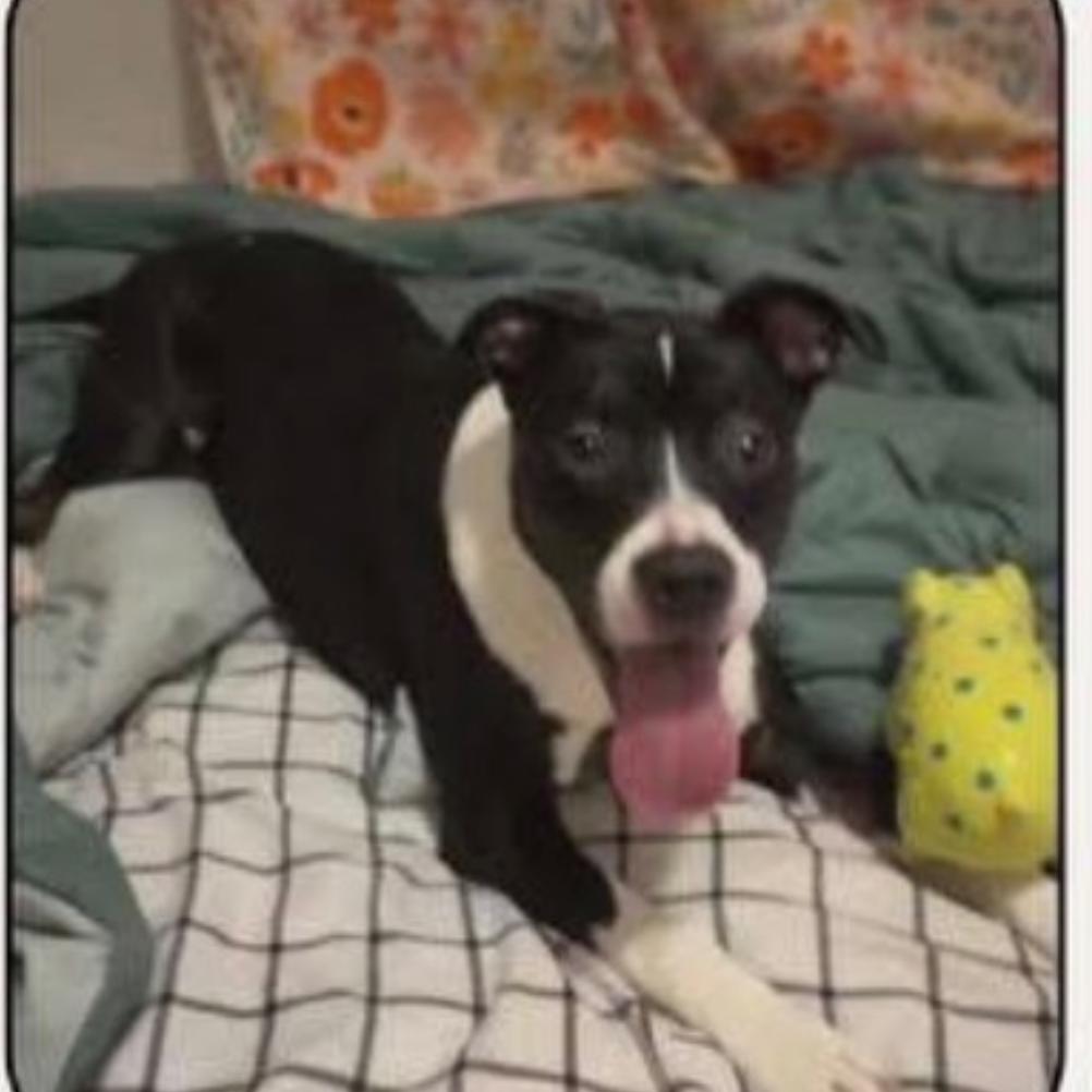 Enlarge Luna, a Adoptable mixed breed in Saratoga Springs, NY image 4/6