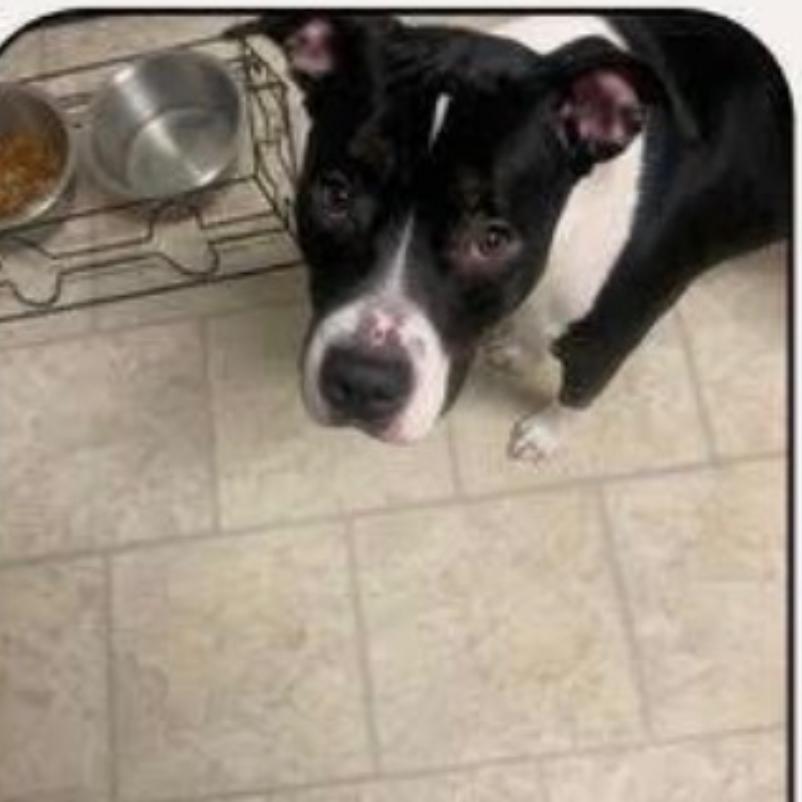 Enlarge Luna, a Adoptable mixed breed in Saratoga Springs, NY image 5/6