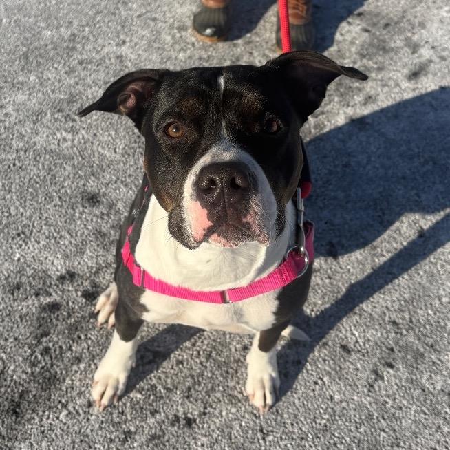 Enlarge Luna, a Adoptable mixed breed in Saratoga Springs, NY image 6/6