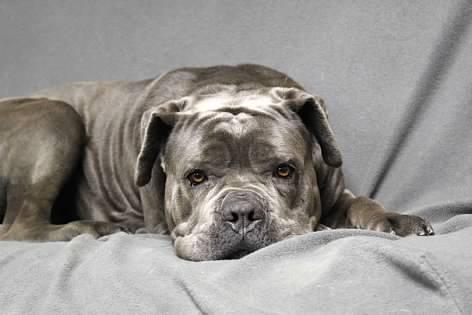 Enlarge Fiona, an adopted mixed breed in Pierre, SD image 2/3