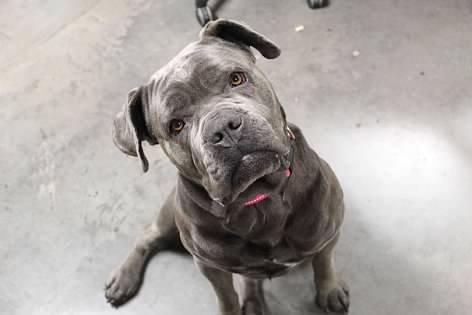 Enlarge Fiona, an adopted mixed breed in Pierre, SD image 1/3