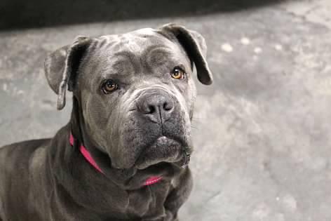 Enlarge Fiona, an adopted mixed breed in Pierre, SD image 3/3