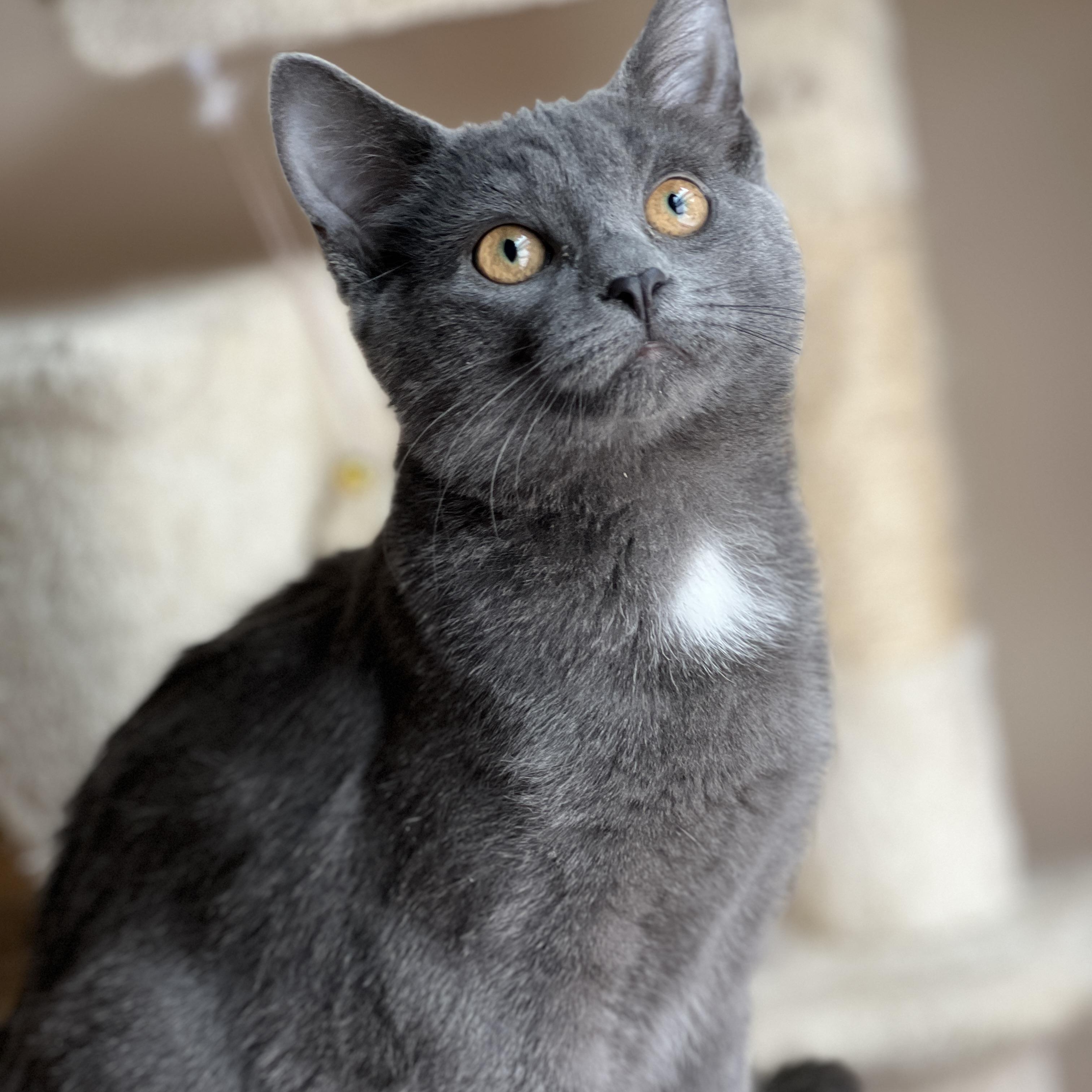 Enlarge Expo, a Adoptable mixed breed in Germansville, PA image 4/5