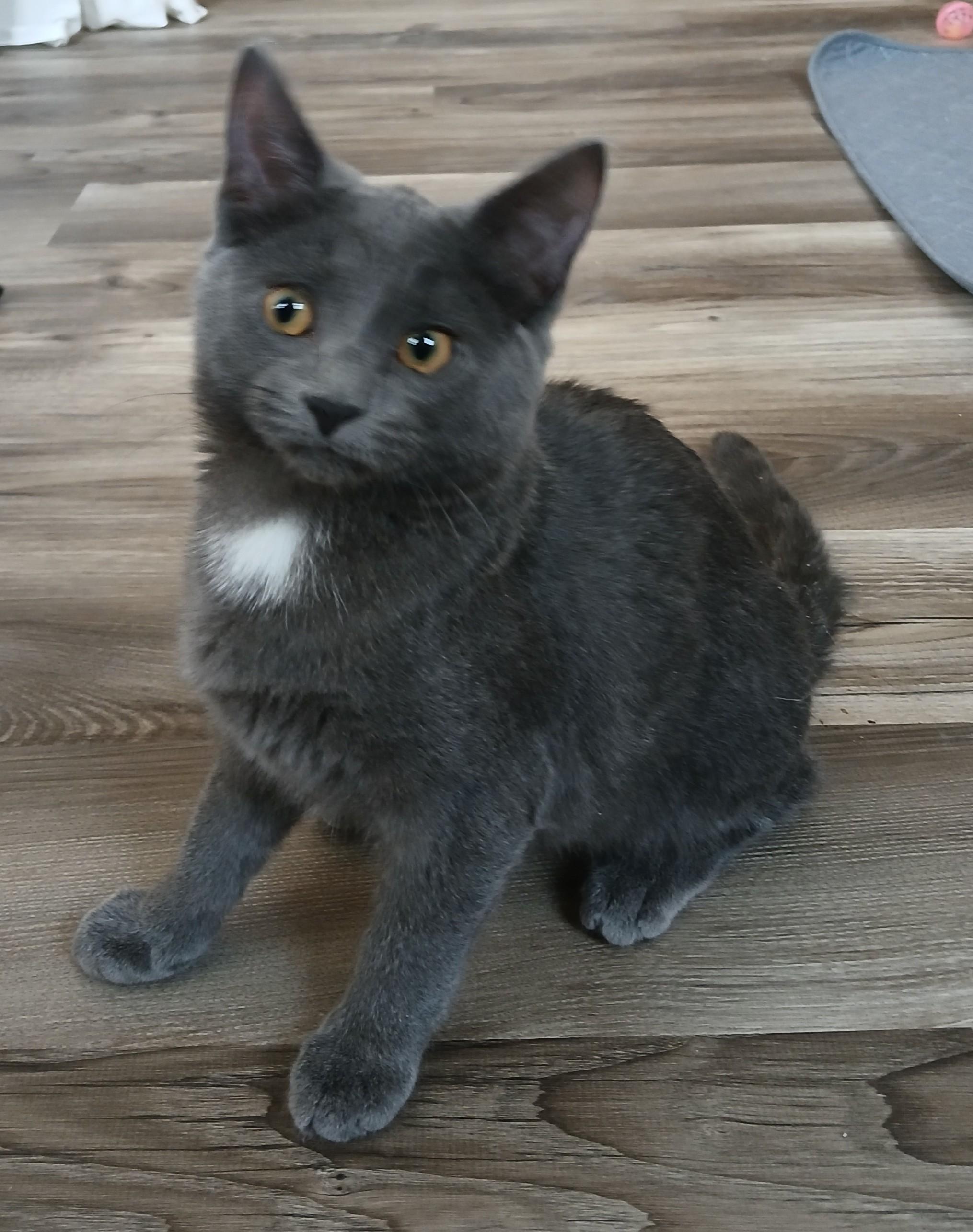 Enlarge Expo, a Adoptable mixed breed in Germansville, PA image 3/5