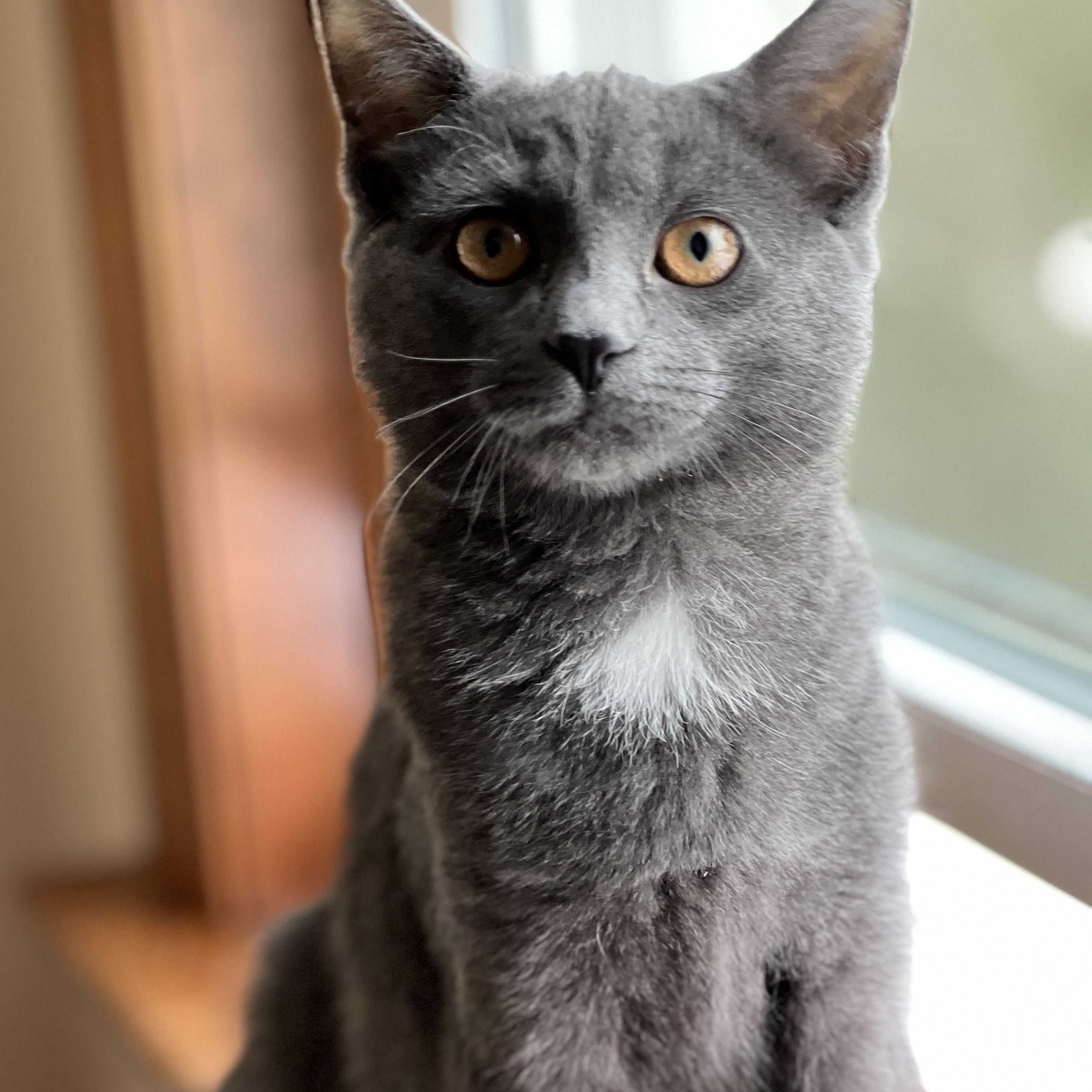 Enlarge Expo, a Adoptable mixed breed in Germansville, PA image 5/5