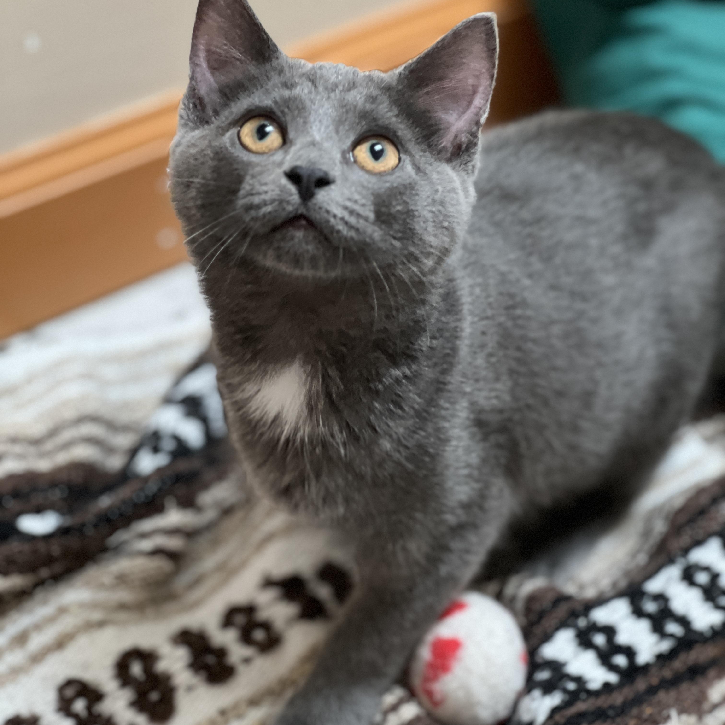 Expo, Adoptable, Young Female Domestic Short Hair.