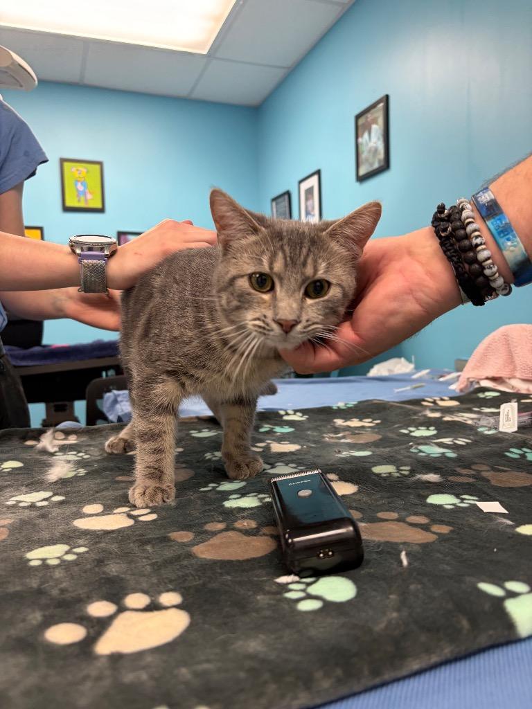 Gon, Adoptable, Young Male Domestic Short Hair.