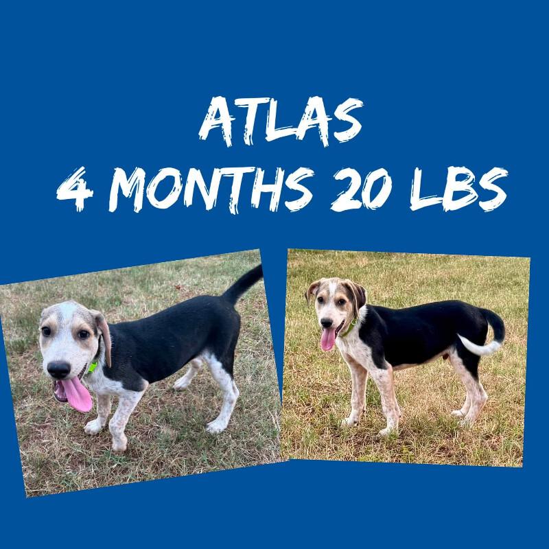 Atlas, Adoptable, Puppy Male Hound & Mixed Breed.