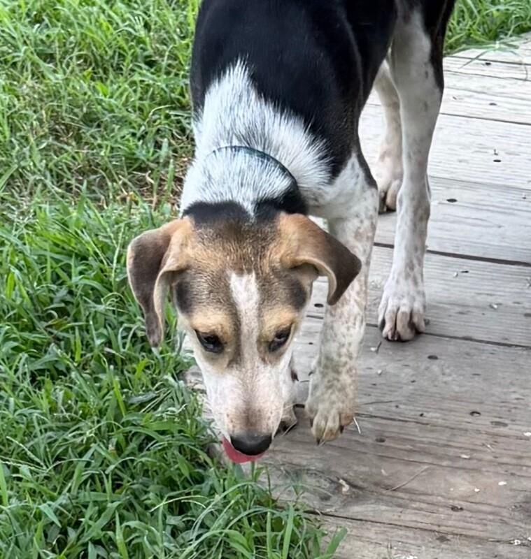 Enlarge Atlas, a Adoptable mixed breed in Partlow, VA image 2/2
