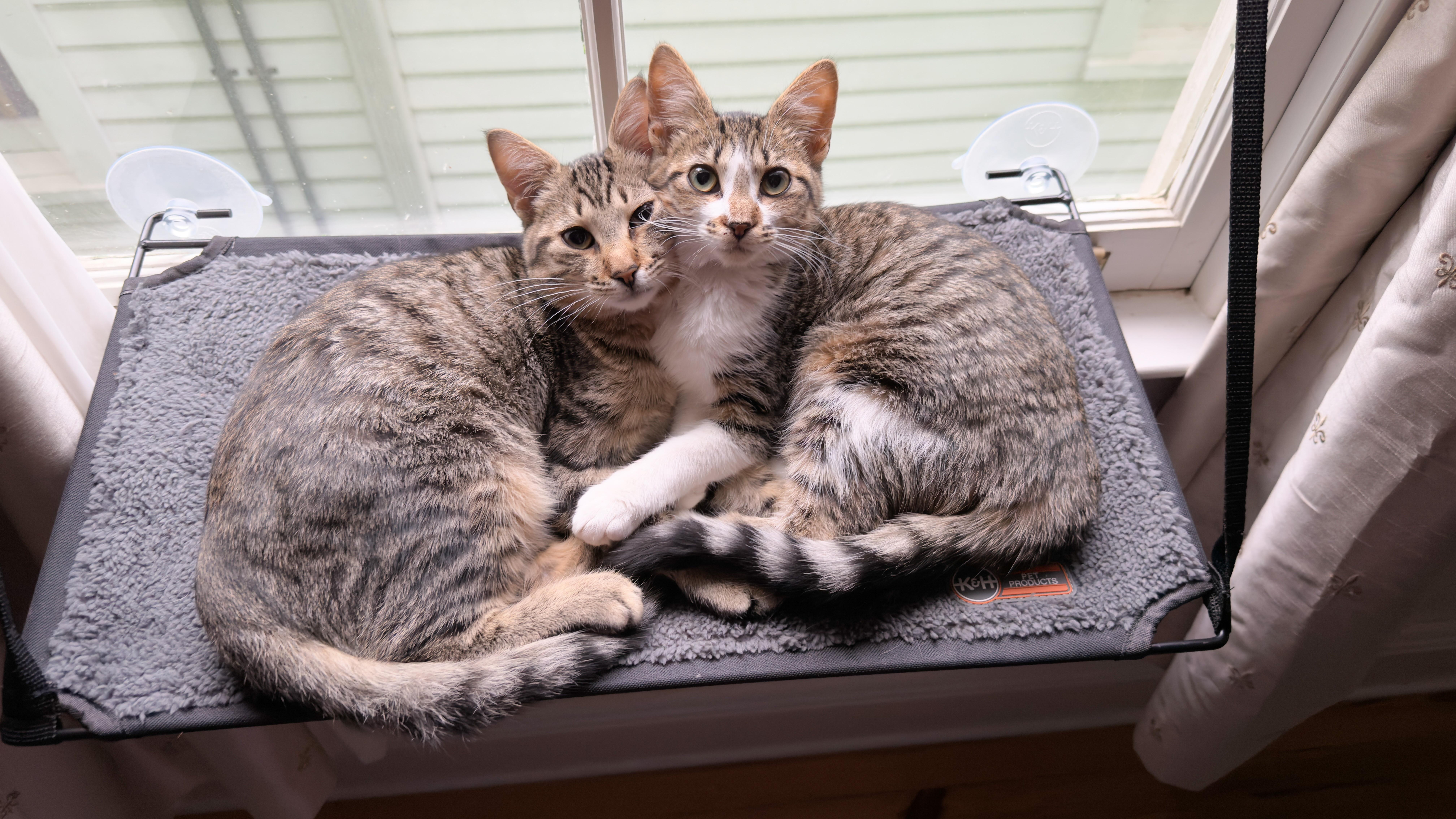 Enlarge Crumble, a Adoptable Tabby in New Orleans, LA image 2/2