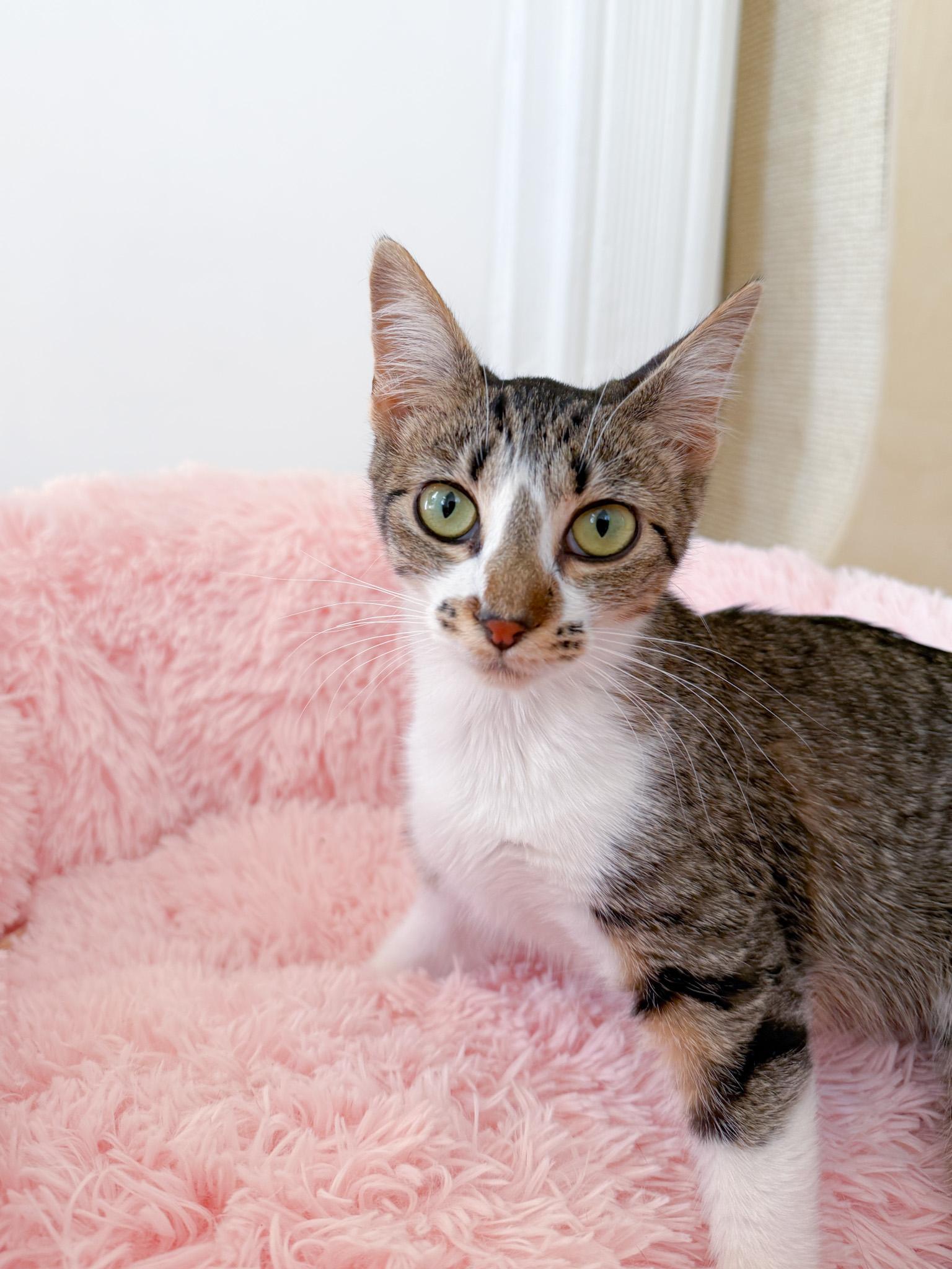 Crumble, Adoptable, Young Female Tabby.