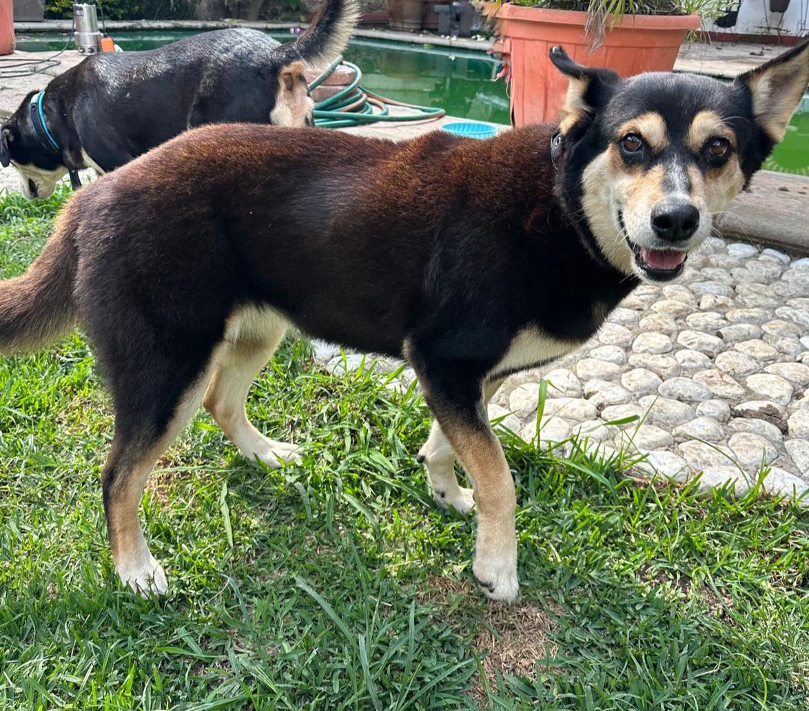 Ivanka, Adoptable, Adult Female Husky & Labrador Retriever.